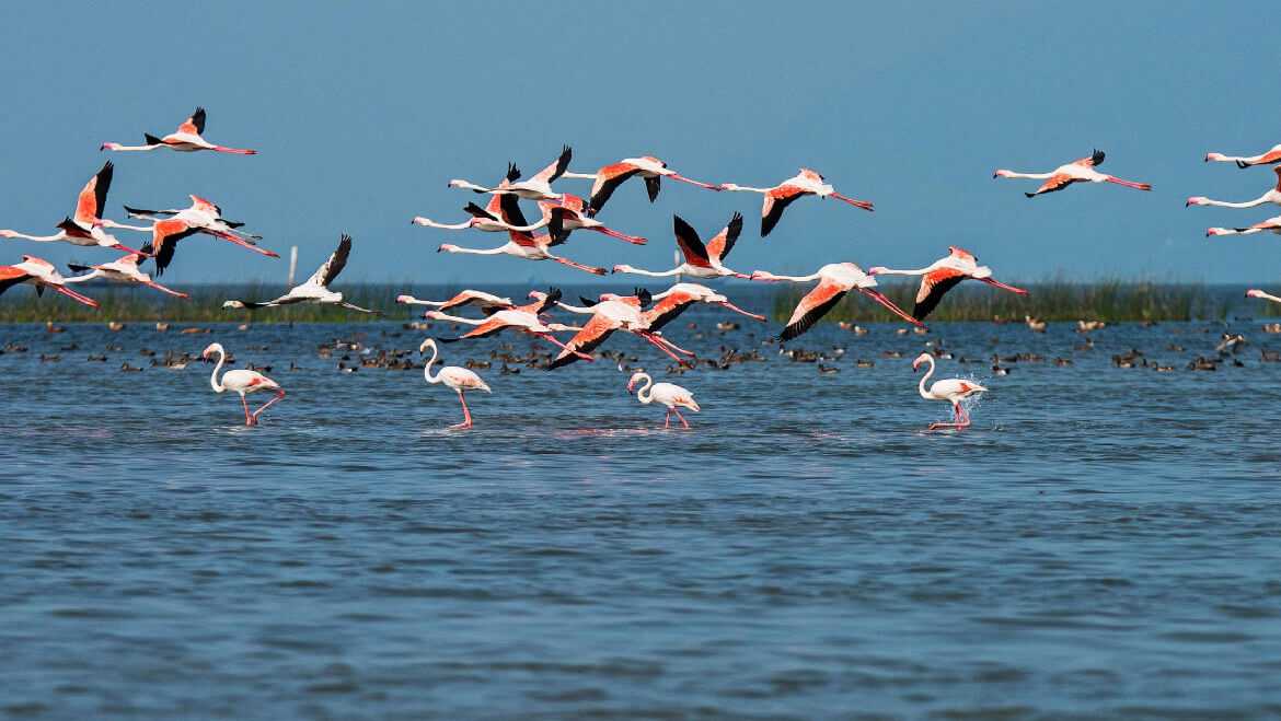 Chilika Lake